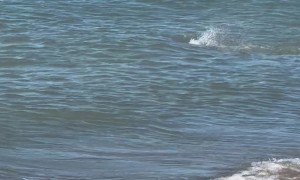 Land Puppy Meets Sea Puppy