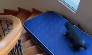 Dachshund Slides Down Spiral Staircase On Mattress
