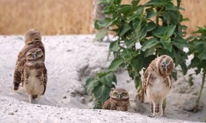 Curious Burrowing Owl Turns Upside Down