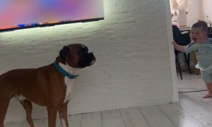 Boxer And Boy Share Adorable Kiss