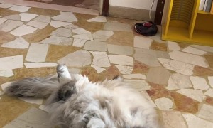 Cat Cools Off in Front of Fan