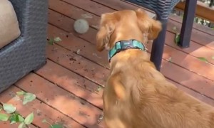Dog Plays Fetch by Herself