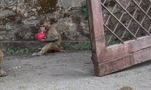 Feeding Wild Monkeys a Bucket of Apples