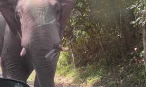 An Elephant Took a Snack From My Truck