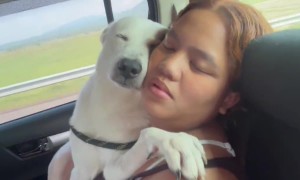 Road Trip Nap Buddies