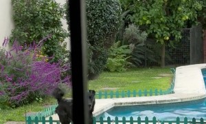 Happy Dog Hops In Pool