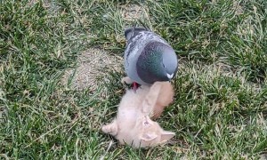 Pigeon Plays With Kitten