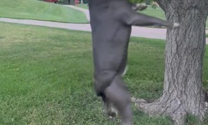 Dog Loves to Spin Dangling From Tree
