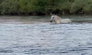 Wild Horse Walks in Arizona River