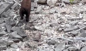 Bear Swims For Boat's Fish