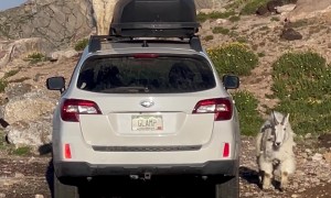 Mountain Goats Climb on Top of Hiker's Car