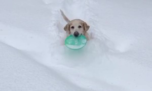 Dog Trudges Through Deep Snow to Play Frisbee