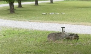Skunk Convoy Startled by Gravel