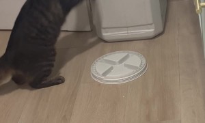 Clever Cat Opens Food Storage Container