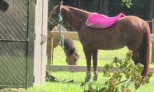 Horse Saddle Teaches Persistence