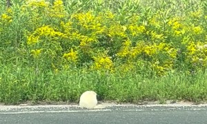 Albino Groundhog Out for a Stroll