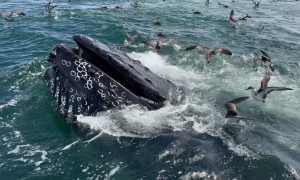 Humpback Whales Bubble Net Fish