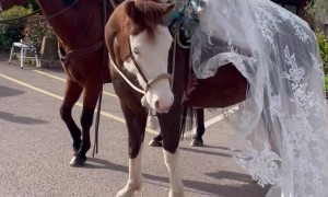 Hay... and Wedding Dresses are for Horses