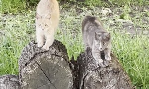 Cats Prepare for Battle With Mice