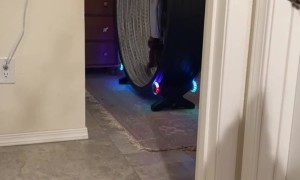 Dog Loses its Mind Watching Cat