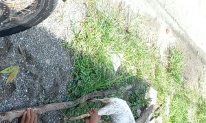Baby Goat Reunited with Family