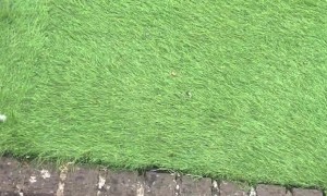 Koi Goes Kamikaze for Food