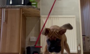 Boxer Puppy Catches Reflection In Phone