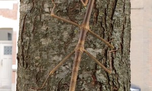 Giant Stick Insect Walks on a Tree