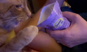 Clever Cat  Grabs His Own Treats