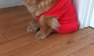 Gillian the Ferret and Moana the Chow