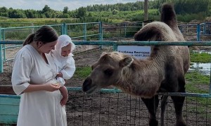 Camel Introduction Goes Awry