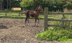 Horse Mom Leaves Foal Behind