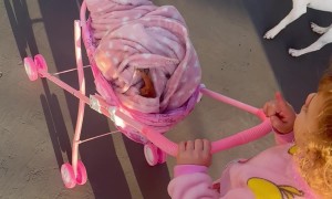 Cozy Chihuahua Pushed In Baby Pram