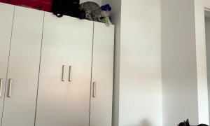 Cat Makes an Impressive Leap