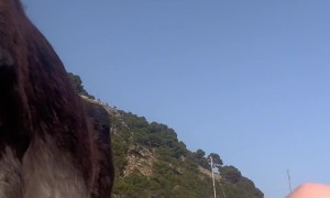 Sunbathing With a Donkey on the Beach