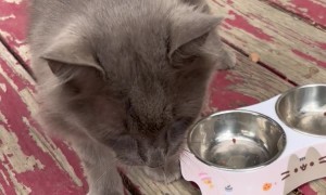 Squeaky The Friendly Barn Cat