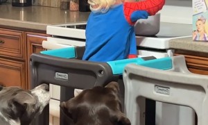 Toddler Shares His Cereal