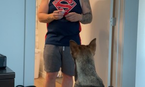 Hygienic Husky Lifts Paws For Deodorant