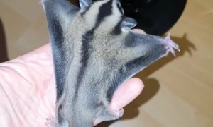 Sugar Glider Flight Training