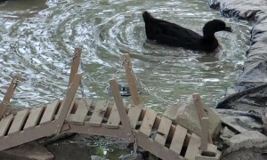 Duck Spins Around In Small Pond