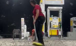 Insects Swarm Gas Station