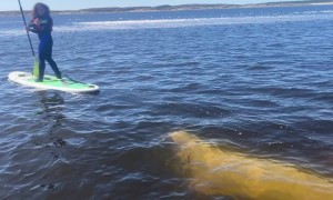 Beluga Whale Bumps Into Paddleboarder