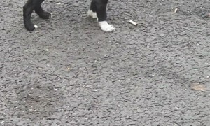 Barking Puppy Has Cigarette Butt