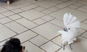 Cockatoo Barks at Canine Pal