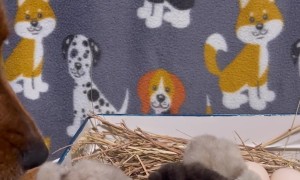 Golden Retriever Checking Out Chicks