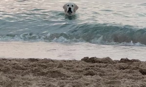 Golden Waits In The Waves