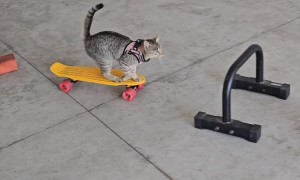 Kitten Skateboards Through Obstacle Course