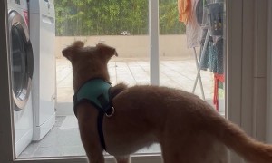 Pup With a Persistent Tremor