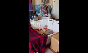 Dog Keeps Chickens Safely Contained