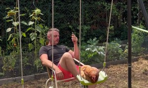 Chicken Gets Pushed on Swing